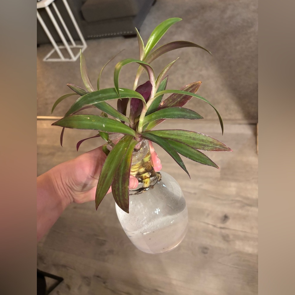 Moses-in-the-cradle (Tradescantia spathacea) Cuttings (Set of 2) - Picture 2 of 3